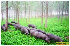 ɽ���������������ˡ���ѵ����ֳͽ�Ӻ�����ҵ�¸�