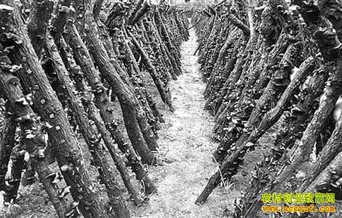 ������������ľ����ֲ��ũ���¸�����Ŀ