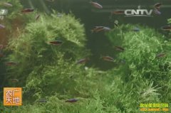 [ũ�����]��ˮ�ȴ���ļ�ͥ��ֳ������Ƶ