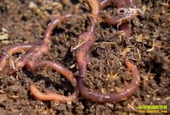 [ÿ��ũ��]����������� �����ֳ��ũ���¸�����Ŀ