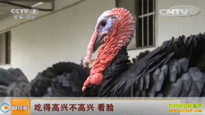 [�Ƽ�Է]��������ֳ�𼦣��𼦳Եø��˲����� ���� 