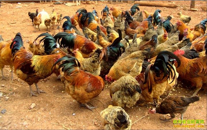 �����������¼�а���ɽ��������ҵ�¸�