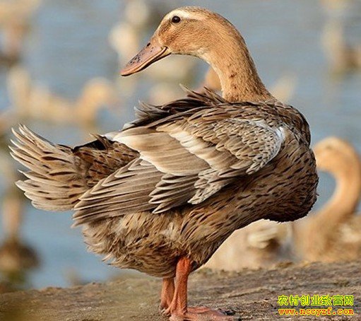 ��Ѽ׬Ǯ����Ѽ�۸�ֹ������ ��Ѽ�����߳�����