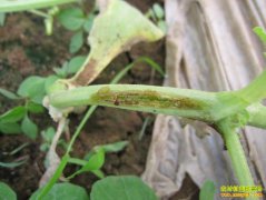 �������ϡ���Ϻ�����ʲôũҩ��