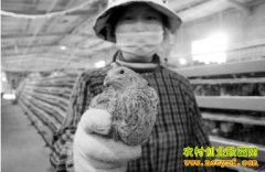 �������Ҷ���������ȼӹ����ȷ�������280��