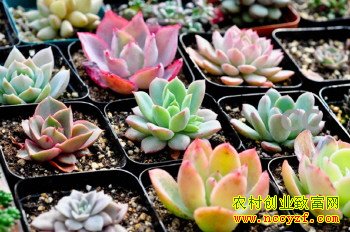 ���⽵����ּ� ��ֲ���������