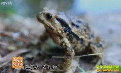 [ÿ��ũ��]�����׬Ǯ����������׬Ǯһֻ��׬300Ԫ