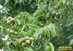 ������ֲ��������������ֲ����Ҫ��