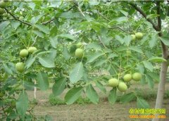 �������أ�������������ĵ����ũ���¸�����Ŀ