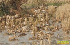 ����Ѽ׬Ǯ���ӱ���ɽ�������ֳ��Ѽ�С�Ǯ��;