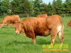 ���ջ�ɽ����ɽɢ�����ϻ�ţÿͷţ׬6000Ԫ