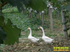 ���ո���ʱ�����Ѽ������׶��׬Ǯ