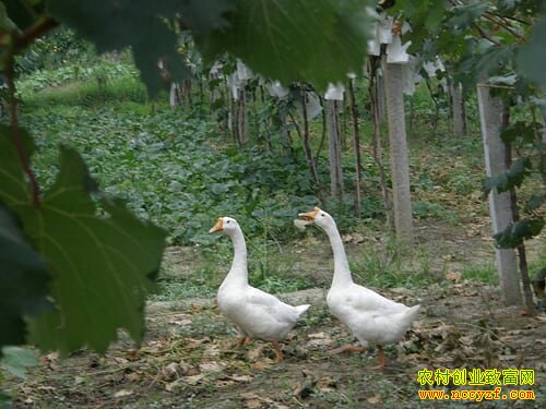 ���ո���ʱ�����Ѽ������׶��׬Ǯ