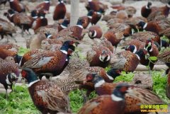 ������¡�˹�����ֳҰ��������׬Ǯ���¸�