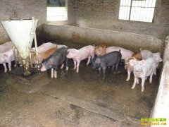 ��������ƶ�������������������