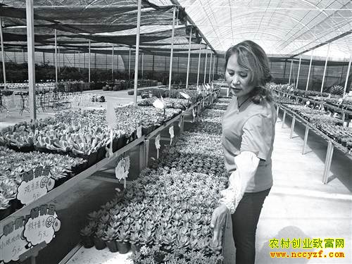 �����ϴ��γ�����ֲ����ֲ��׬Ǯ���¸�