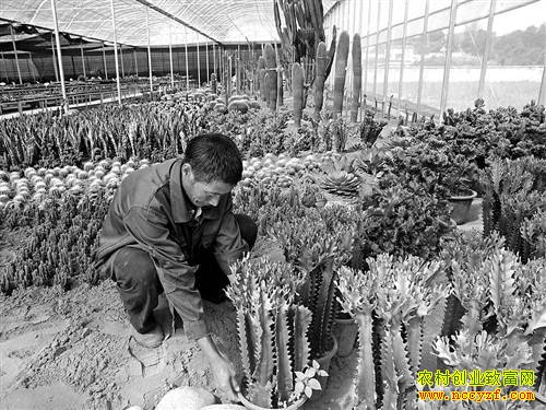 �����ϴ��γ�����ֲ����ֲ��׬Ǯ���¸�