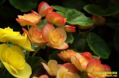 [ũ�����]��������ֲ������Ƶ