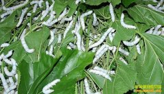 ������������Ů״ԪΤ�������ϴ�ũ���¸�