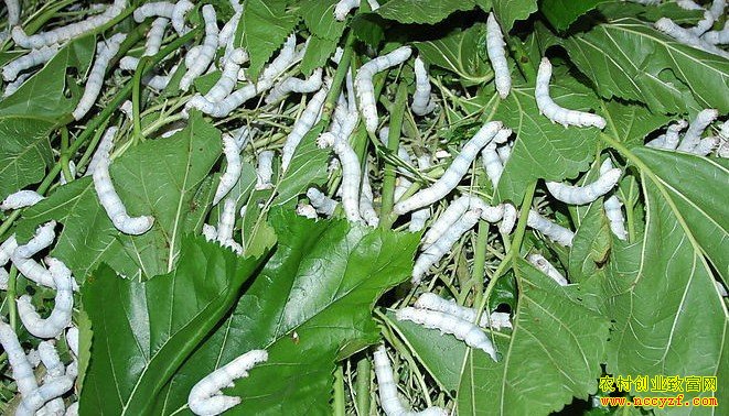 �����������ϡ�Ů״Ԫ��Τ�������ϴ�ũ���¸�