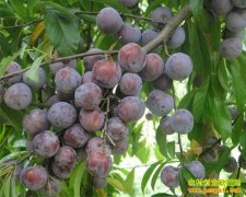 ��ֲ��ɽ�����������ɽũ���¸�����Ŀ