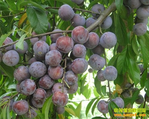 ������ֲ��������ɽũ���¸�����Ŀ