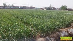 ɽ�������Ԫ���ִ���Ķ��������ǧ����