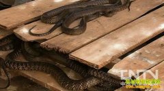 ����������������������ǧ��Ԫ