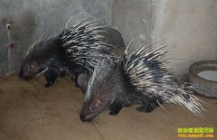 �Ĵ����ݹ�ǿ������ ������������ë