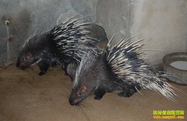 �Ĵ����ݹ�ǿ������ ������������ë