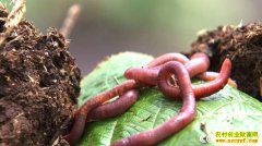 �����˻���⣺���벻�������Ƹ�