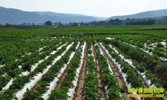 ɽ����ׯ��ʿ��������Ч��Ϊɶ��ô��