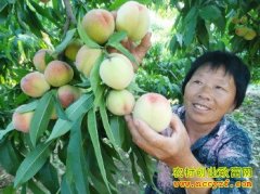 ɽ�����ȣ���Ʒ�����ҡ�ĶЧ����ǧ