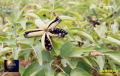 [�۽���ũ]����ĵ�����Ĺڹ�����Ч���