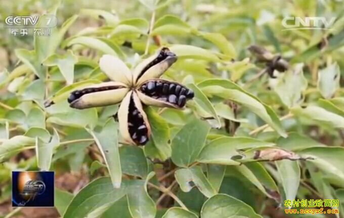 [�۽���ũ]ĵ������ե���� ����ĵ���Ĺڹ�����Ч���