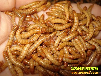 �Ʒ۳�������ֳ���Ʒ۳����������Ҫ��