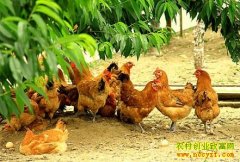 ��������������Ʒ�