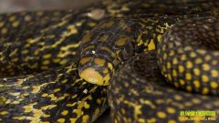 [ÿ��ũ��]ɽ�����ݹ�ѧ����ֳ������Ч���