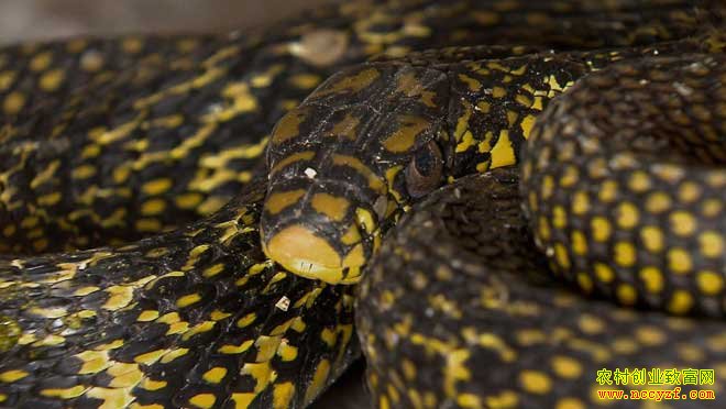 [ÿ��ũ��]�����ر��������