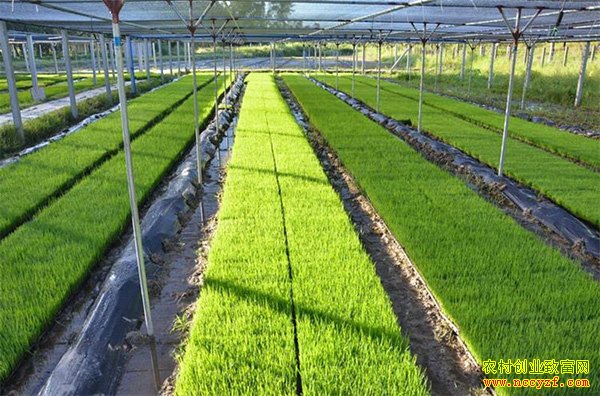 ��������ҵũ��ˮ��������������á����ն�