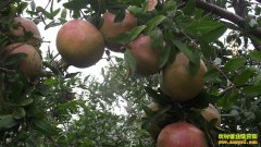 ����Ů�������Ĵ���ֲ����ʯ��ʯ��������¸�