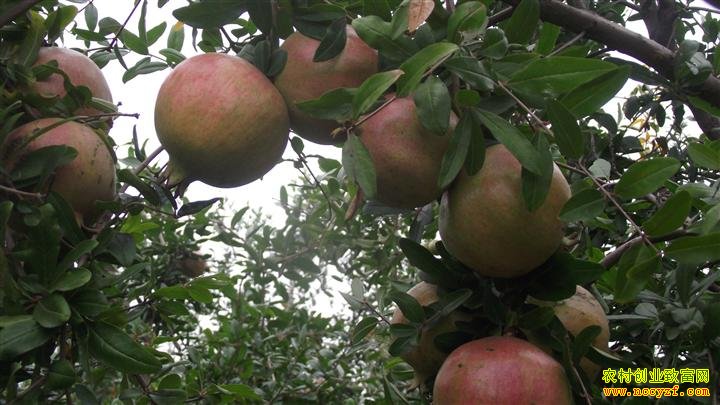 ����Ů���Ĵ���ʯ��������¸� ������Ʒ��