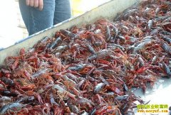 ����Ǳ��С��Ϻ�۸���Ϯ��ũ���¸�����Ŀ