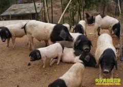 �㽭��������ΰ��ɽ��ֳ����ͷ�ڡ���ҵ�¸�