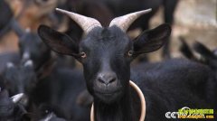 [�¸���]��ɫ���ջ�:�������ٺ궫ɽ����ֳ�¸���