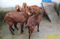 �Ĵ����Լ�������ֳ�����������׷�����ơ�