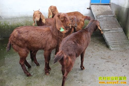 �Ĵ����Լ�������ֳ�����������׷�����ơ�