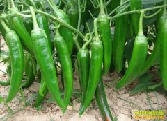 �����人��ѧ��������������������ֲ������ũ�¸�