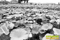 ����ϴ���������ֲ��ź��ũ���¸�����Ŀ