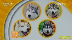 [ũ�����]С������-��ʿ��Ȯѱ��������Ƶ